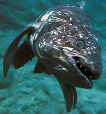 coelacanth face